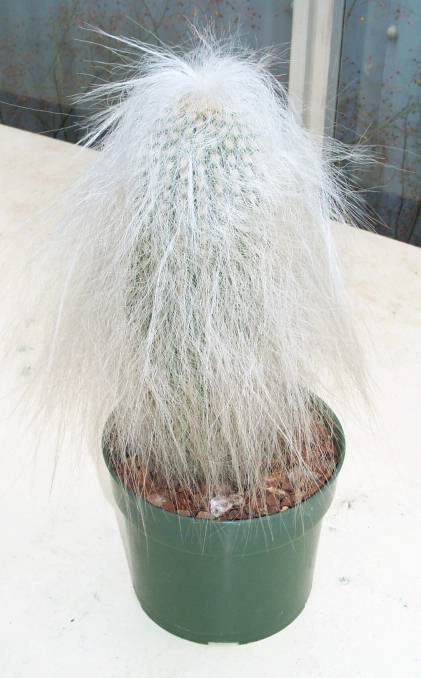 Cephalocereus Senilis